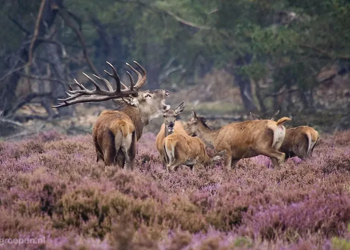 Met Hottub | 2 Personen - Valley